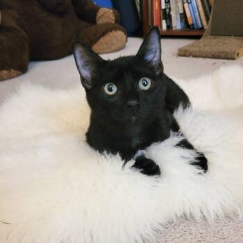 Purrrfect Bruno -  Domestic Short Hair and Bombay Cat for Adoption in Burlington, North Carolina - Purrrfect Bruno | PetCurious