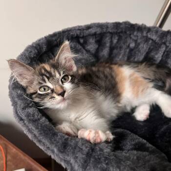 Burrata -  Domestic Medium Hair Cat for Adoption in Albany, New York - Burrata | PetCurious