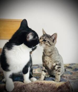 O’Malley -  Domestic Short Hair Cat for Adoption in Jackson, Georgia - O’Malley | PetCurious