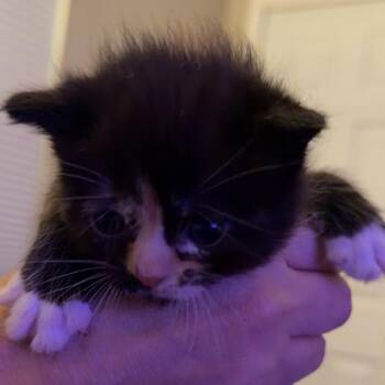 Mittens -  Domestic Short Hair Cat for Adoption in Grantsville, Utah - Mittens | PetCurious