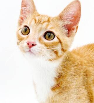 Simba is surely the snuggiest snuggler -  Tabby and Turkish Van Cat for Adoption in Bedford Hills, New York - Simba Is Surely The Snuggiest Snuggler | PetCurious