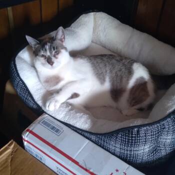 Snowy -  Siamese and Domestic Short Hair Cat for Adoption in Gladstone, Oregon - Snowy | PetCurious