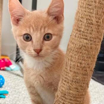 Nigel -  Domestic Short Hair Cat for Adoption in Nampa, Idaho - Nigel | PetCurious