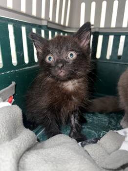 Domestic Short Hair Cats Available for Adoption in Marion, Ohio - Luca | PetCurious