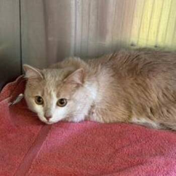 Peachy -  Domestic Medium Hair Cat for Adoption in Burlington, Ontario - Peachy | PetCurious