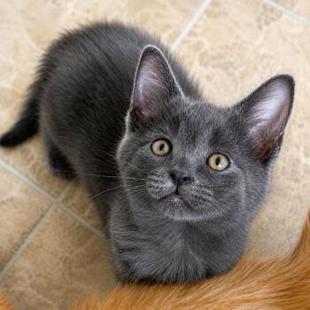 Dip -  Domestic Short Hair and Russian Blue Cat for Adoption in Long Beach, California - Dip | PetCurious