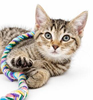 Leo is a loveerrrrrrr -  Tabby and Bengal Cat for Adoption in Bedford Hills, New York - Leo Is A Loveerrrrrrr | PetCurious