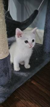 Kukicha -  Domestic Short Hair Cat for Adoption in Powder Springs, Georgia - Kukicha | PetCurious