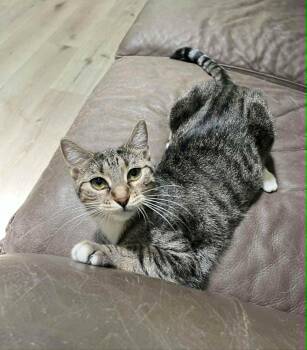 Junebug -  Tabby Cat for Adoption in Gulfport, Mississippi - Junebug | PetCurious