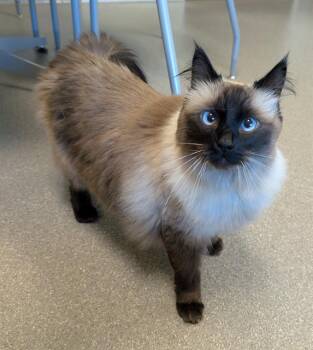 NUVE -  Domestic Medium Hair Cat for Adoption in Las Vegas, Nevada - NUVE | PetCurious