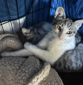 Domestic Short Hair Cats Available for Adoption in Palo Alto, California - Simon And Harvey | PetCurious