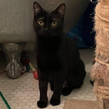 Domestic Short Hair Cats Available for Adoption - Danny | PetCurious
