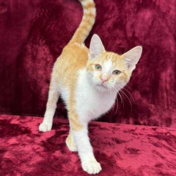 Scott -  Domestic Short Hair Cat for Adoption in Benld, Illinois - Scott | PetCurious
