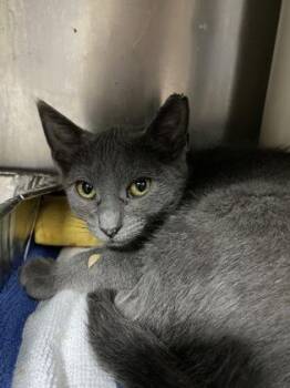 93547a Baby Jane Doe -  Domestic Short Hair Cat for Adoption in North Charleston, South Carolina - 93547a Baby Jane Doe | PetCurious