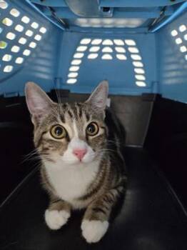 Domestic Short Hair Cats Available for Adoption - Kerry | PetCurious