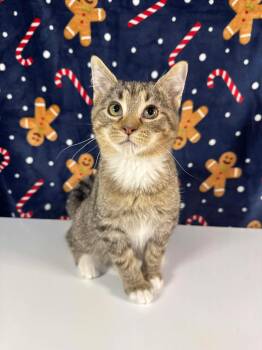 Rescue Tabby and Domestic Short Hair Cats for Adoption in Greensburg, Pennsylvania - Futon | PetCurious