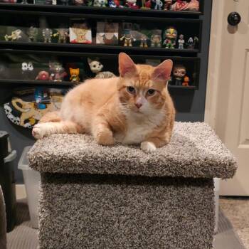 Domestic Short Hair Cats Available for Adoption in Kansas City, Missouri - Rudolph (Rudy) | PetCurious