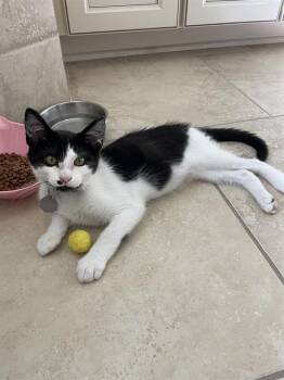 SAILOR -  Domestic Short Hair Cat for Adoption in Aurora, Colorado - SAILOR | PetCurious