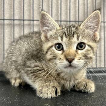 Domestic Medium Hair Cats Available for Adoption in Saint Joseph, Missouri - Gideon | PetCurious