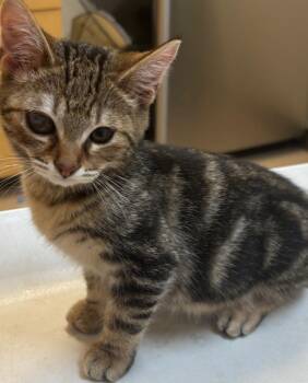 Lil Jim -  Domestic Short Hair Cat for Adoption in Elizabethton, Tennessee - Lil Jim | PetCurious
