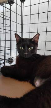 Rescue Domestic Short Hair Cats for Adoption in Stoughton, Wisconsin - Reishi (FIV+) | PetCurious
