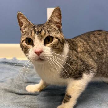 Domestic Short Hair Cats Available for Adoption - Hyde | PetCurious
