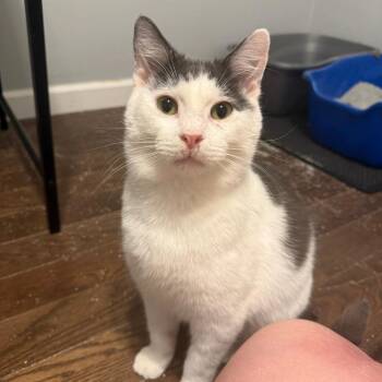 Domestic Short Hair Cats Available for Adoption in Green Bay, Wisconsin - Tank | PetCurious