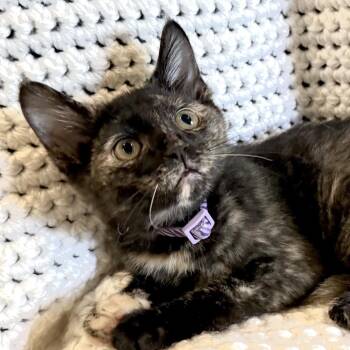 Zoey -  Domestic Short Hair Cat for Adoption in La Grange, Kentucky - Zoey | PetCurious