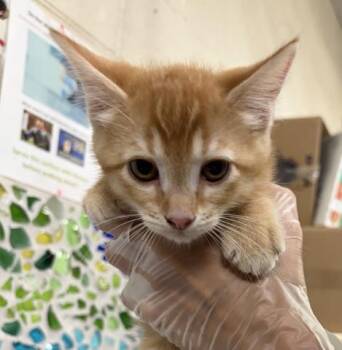 Domestic Short Hair Cats Available for Adoption in Pensacola, Florida - JOLT | PetCurious