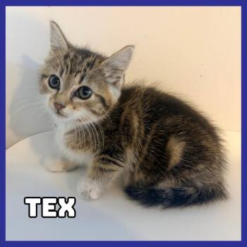 Tex -  Domestic Short Hair Cat for Adoption in Glenwood, Minnesota - Tex | PetCurious