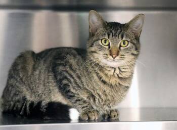 Rescue Domestic Medium Hair Cats for Adoption in Kansas City, Kansas - Will (AO35323) | PetCurious