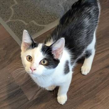 Twyla -  Domestic Short Hair Cat for Adoption in Brownsboro, Alabama - Twyla | PetCurious