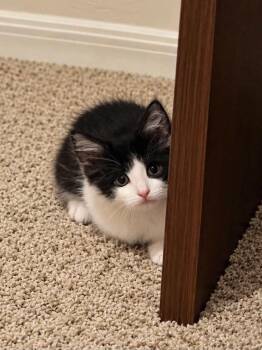 Button 2 -  Domestic Medium Hair Cat for Adoption in Tucson, Arizona - Button 2 | PetCurious