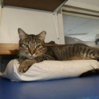 Mr. Sweetheart -  Domestic Short Hair Cat for Adoption in PORT WENTWRTH, Georgia - Mr. Sweetheart | PetCurious