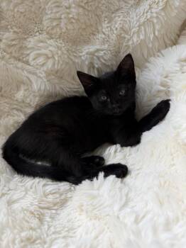 Boo -  Domestic Short Hair Cat for Adoption in Lafayette, Colorado - Boo | PetCurious