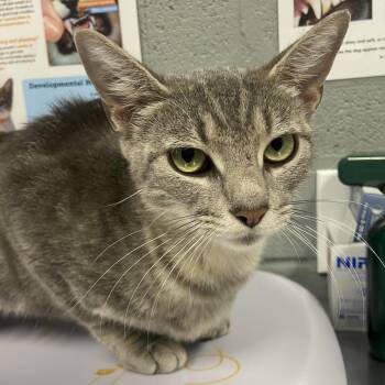 Chatterbox -  Domestic Short Hair Cat for Adoption in Allentown, Pennsylvania - Chatterbox | PetCurious