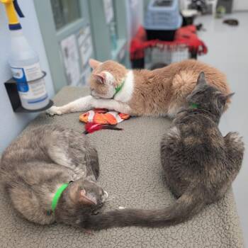 Domestic Short Hair Cats Available for Adoption - Sampson | PetCurious