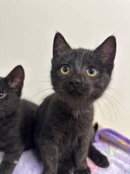 Rescue Domestic Short Hair Cats for Adoption in Johnson City, Tennessee - Mr. Hyde | PetCurious