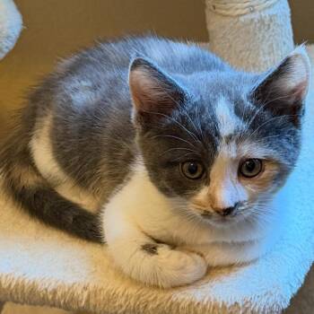 Domestic Short Hair Cats Available for Adoption in Las Vegas, Nevada - Sabrina | PetCurious