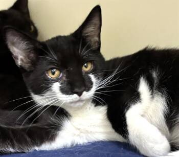 THE FLASH -  Domestic Short Hair Cat for Adoption in Dedham, Massachusetts - THE FLASH | PetCurious