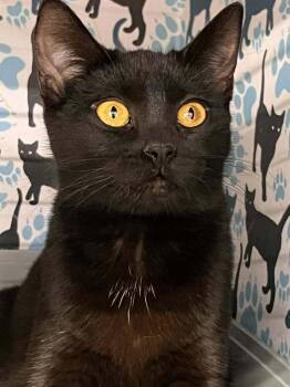 Domestic Short Hair Cats Available for Adoption - Oakley | PetCurious