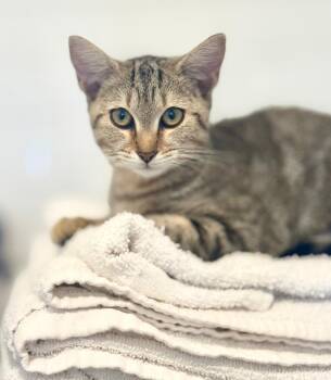 Rescue Domestic Short Hair Cats for Adoption in Chapel Hill, North Carolina - Sunshine | PetCurious