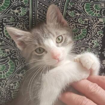 Polywampus -  Domestic Medium Hair Cat for Adoption in Wichita, Kansas - Polywampus | PetCurious