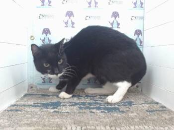 Rescue Domestic Short Hair Cats for Adoption in Orlando, Florida - NINA | PetCurious
