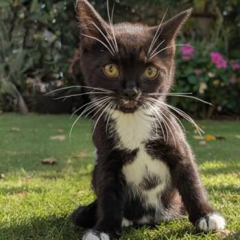 JIJI -  Domestic Short Hair Cat for Adoption - JIJI | PetCurious