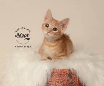 Chimichangas -  Domestic Short Hair Cat for Adoption in Millcreek, Utah - Chimichangas | PetCurious