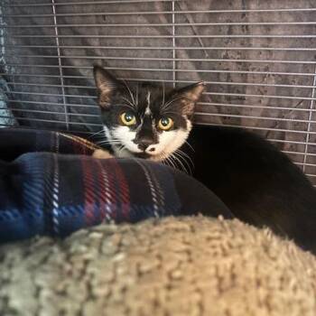 Monroe -  Domestic Short Hair Cat for Adoption in Mooresville, North Carolina - Monroe | PetCurious