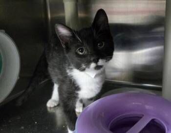 93805a Sophie -  Domestic Short Hair Cat for Adoption in North Charleston, South Carolina - 93805a Sophie | PetCurious