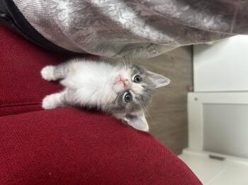 Domestic Short Hair Cats Available for Adoption in Barrière, British Columbia - Minnie | PetCurious