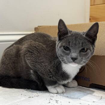 Tilly -  Domestic Short Hair Cat for Adoption in Mastic, New York - Tilly | PetCurious